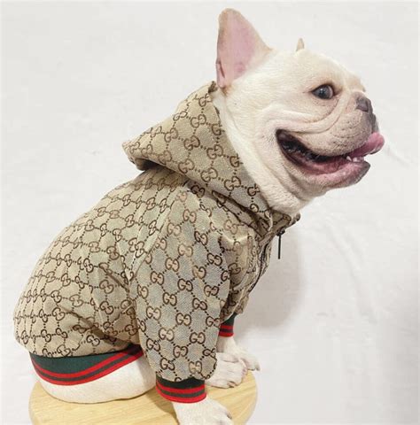 gucci dog hoodie|designer dog coats Gucci.